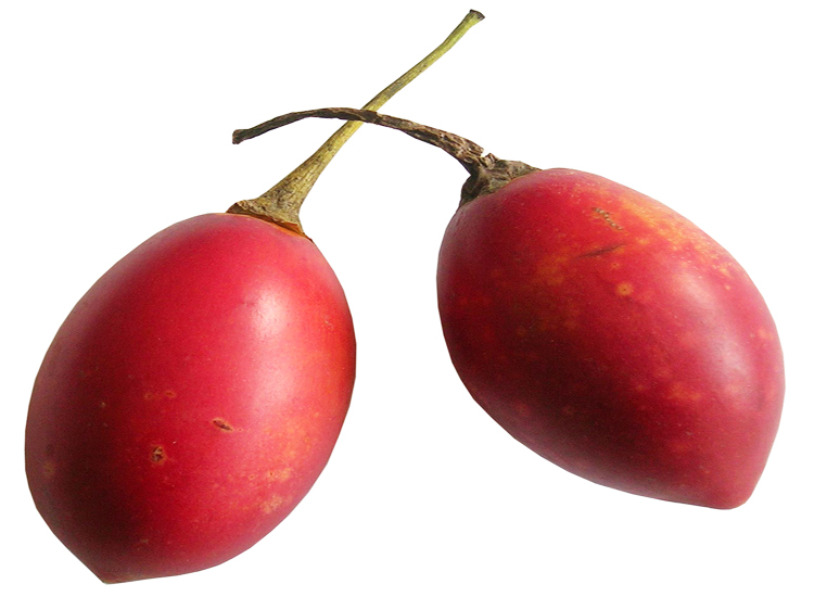Características del Tomate de Arbol |